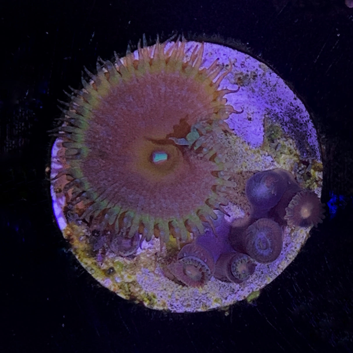 Zoa Frag (UK Grown)