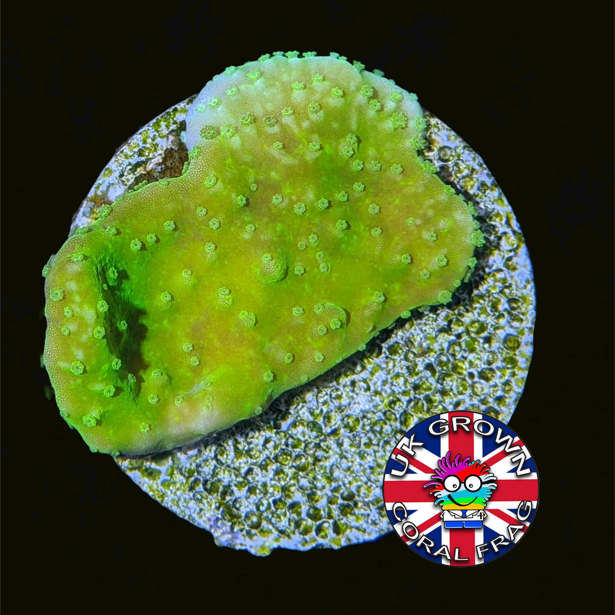 Green plating Montipora (UK Grown)