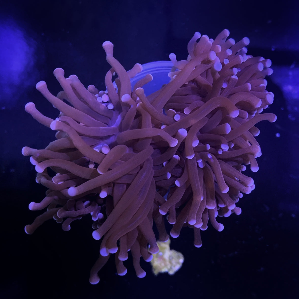 Large White Tip Torch Frag