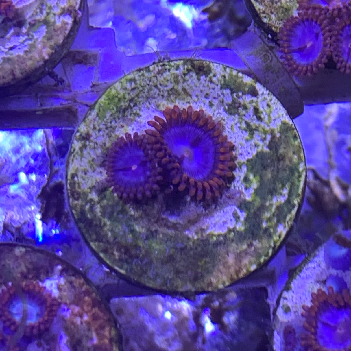 2 polyp Zoa frag