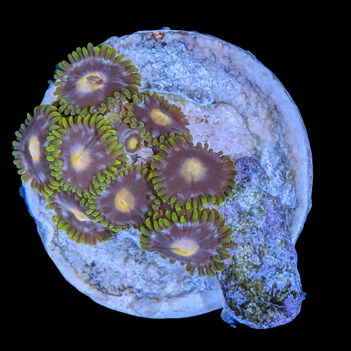 John Deere Zoa Frag