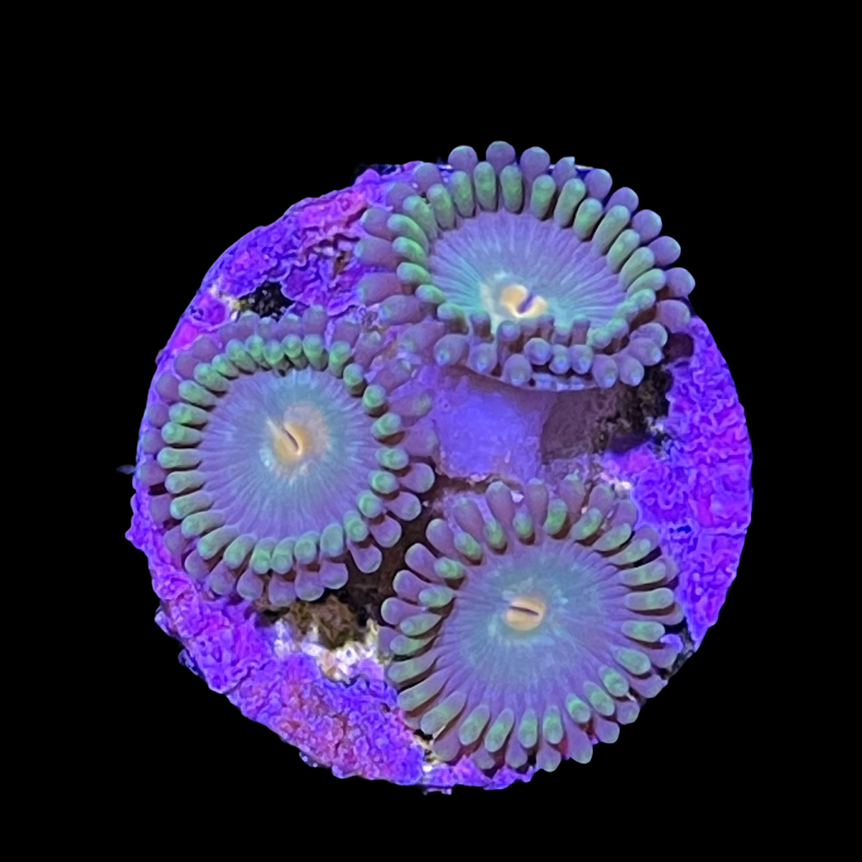 Zoa Frag