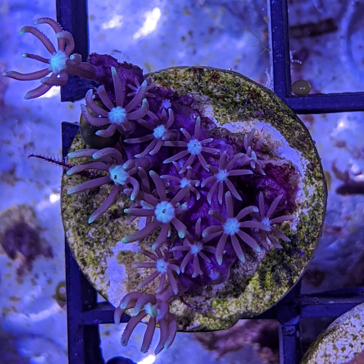 Limited Edition Purple Star Polyp (Standard Plug)