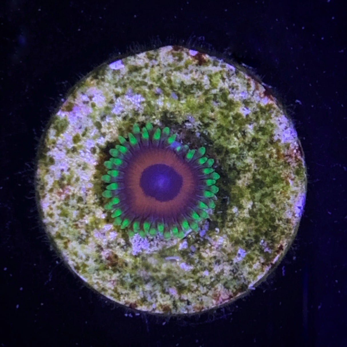 Zoa Frag