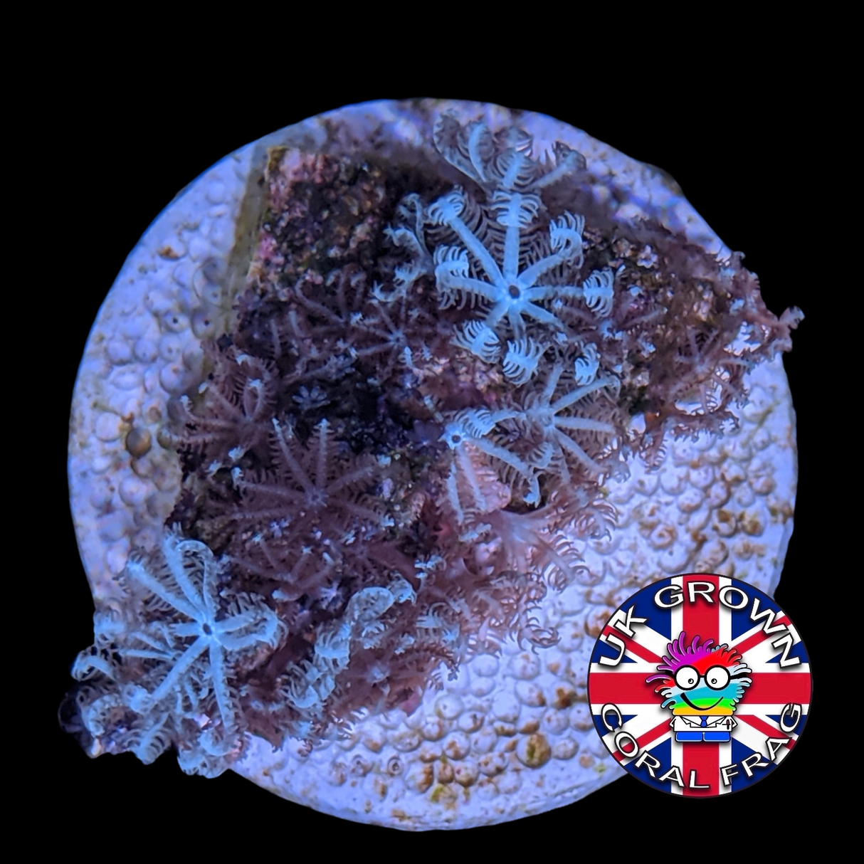 Xenia Umbellata (UK Grown)