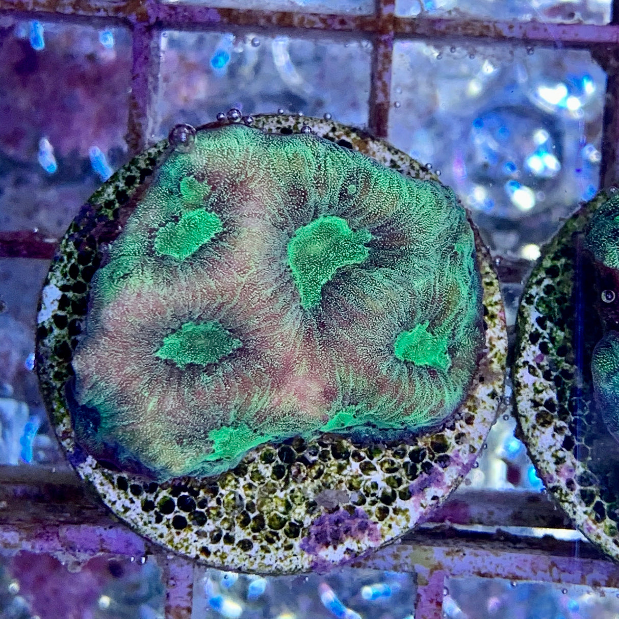 Favia Coral