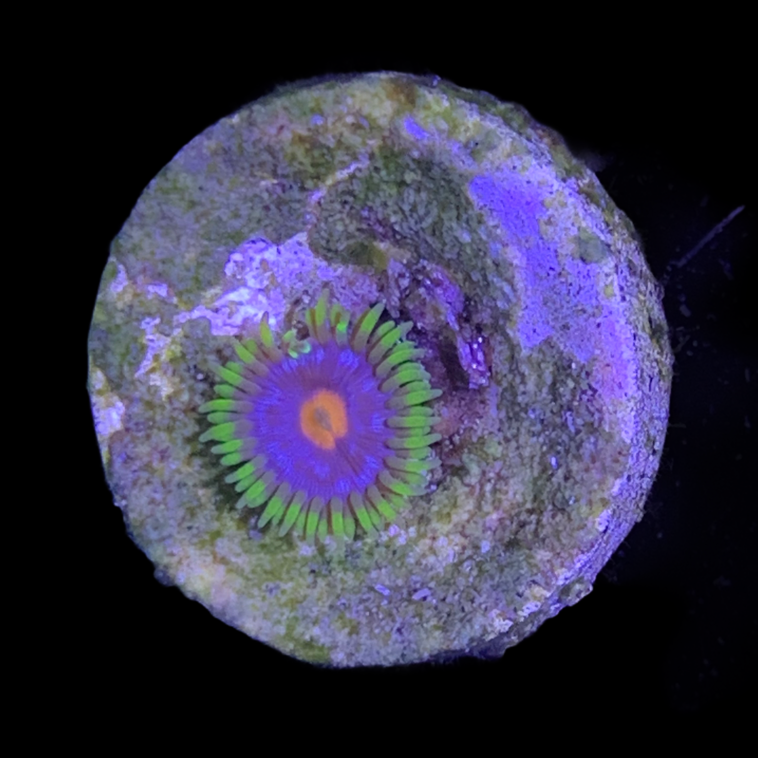 Zoa Frag