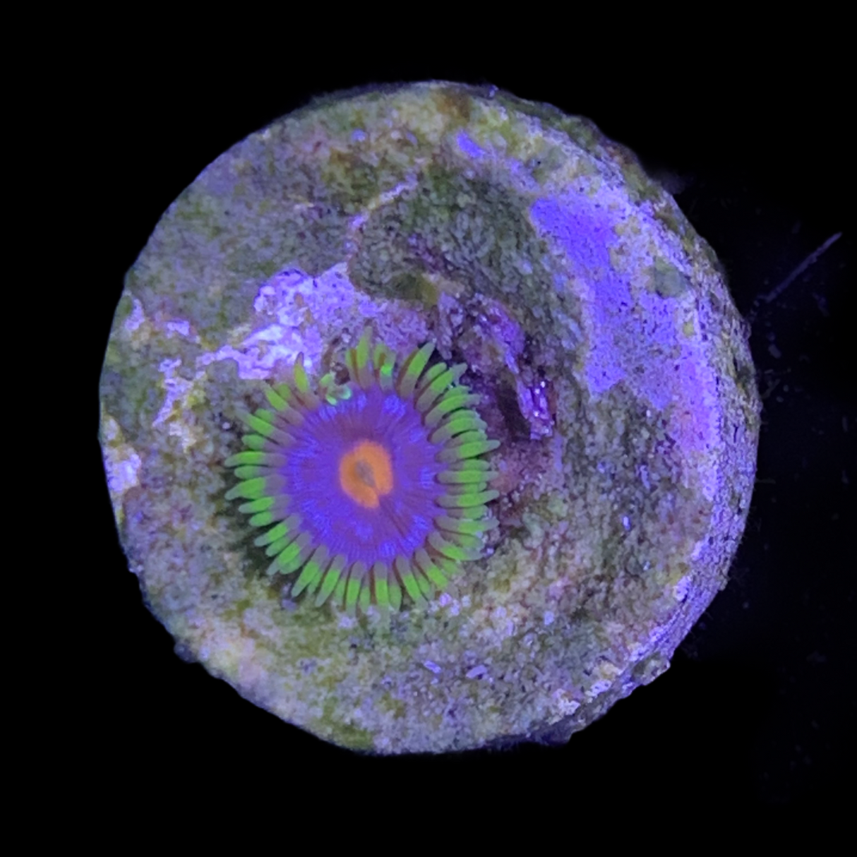 Zoa Frag