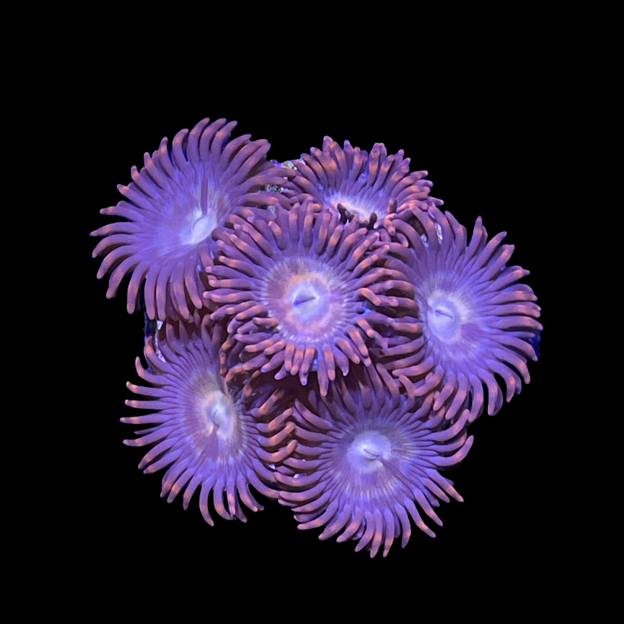 Zoa Frag