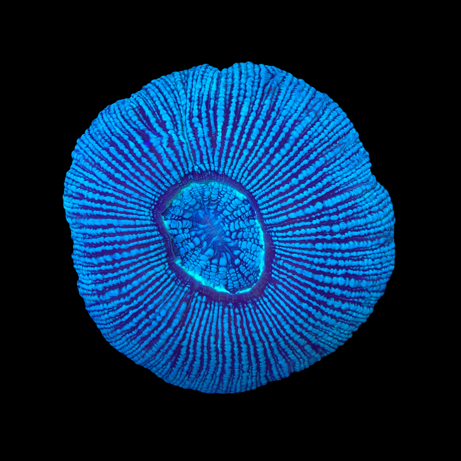 Barcode Trachyphyllia (Collection Only)