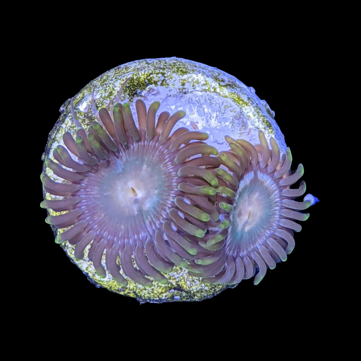 Zoa Frag