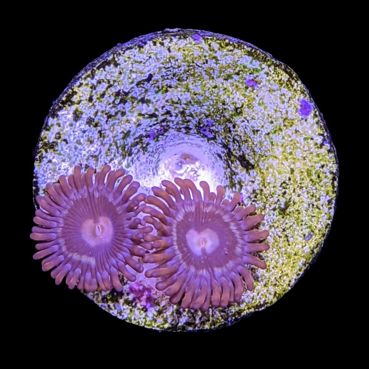Zoa Frag