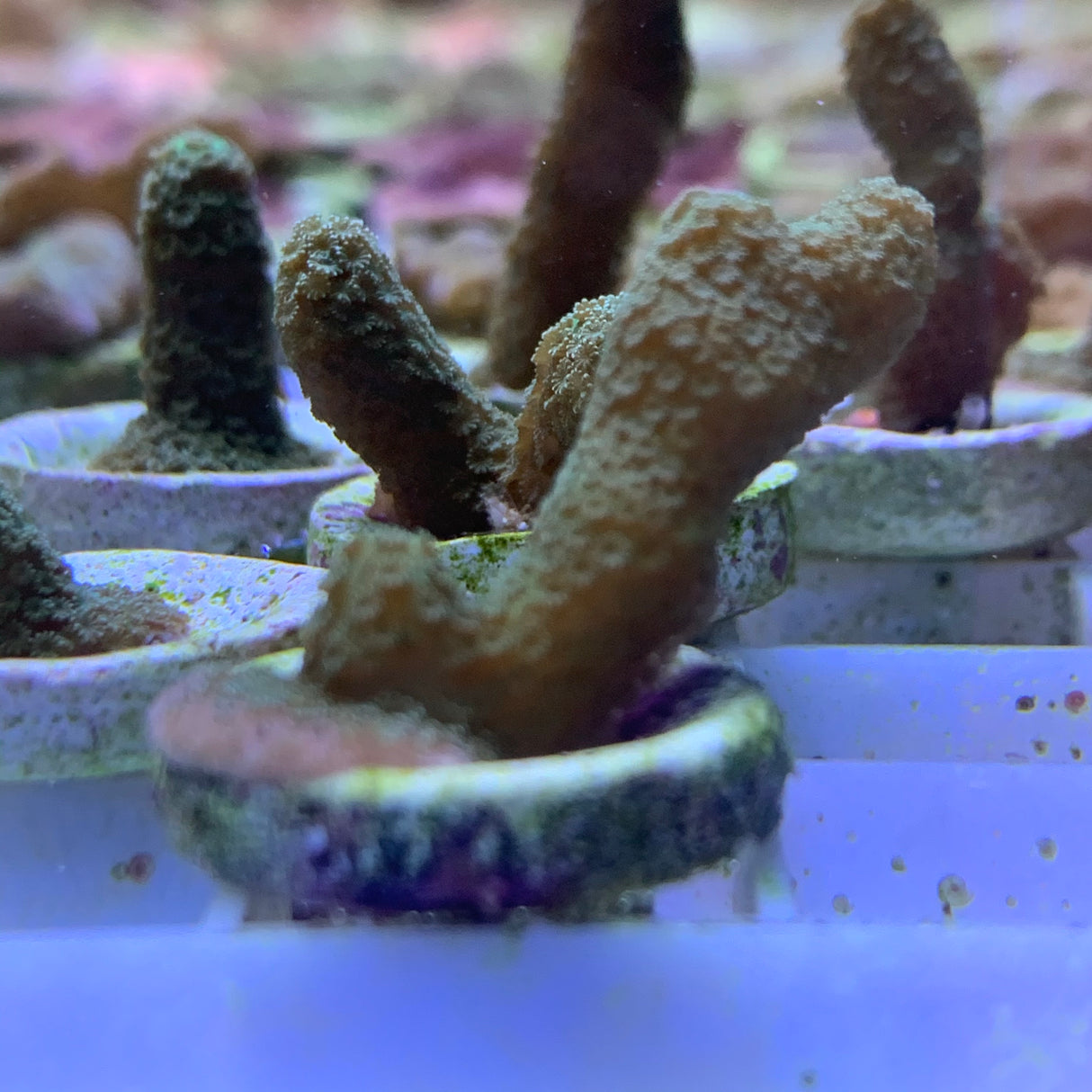 Green Montipora digitata