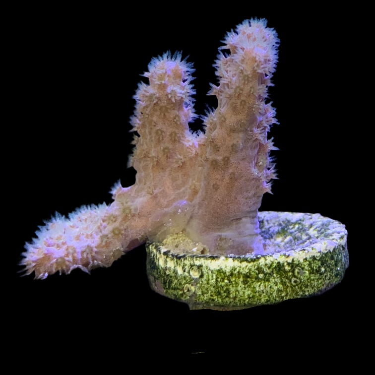 Sinularia (UK Grown)