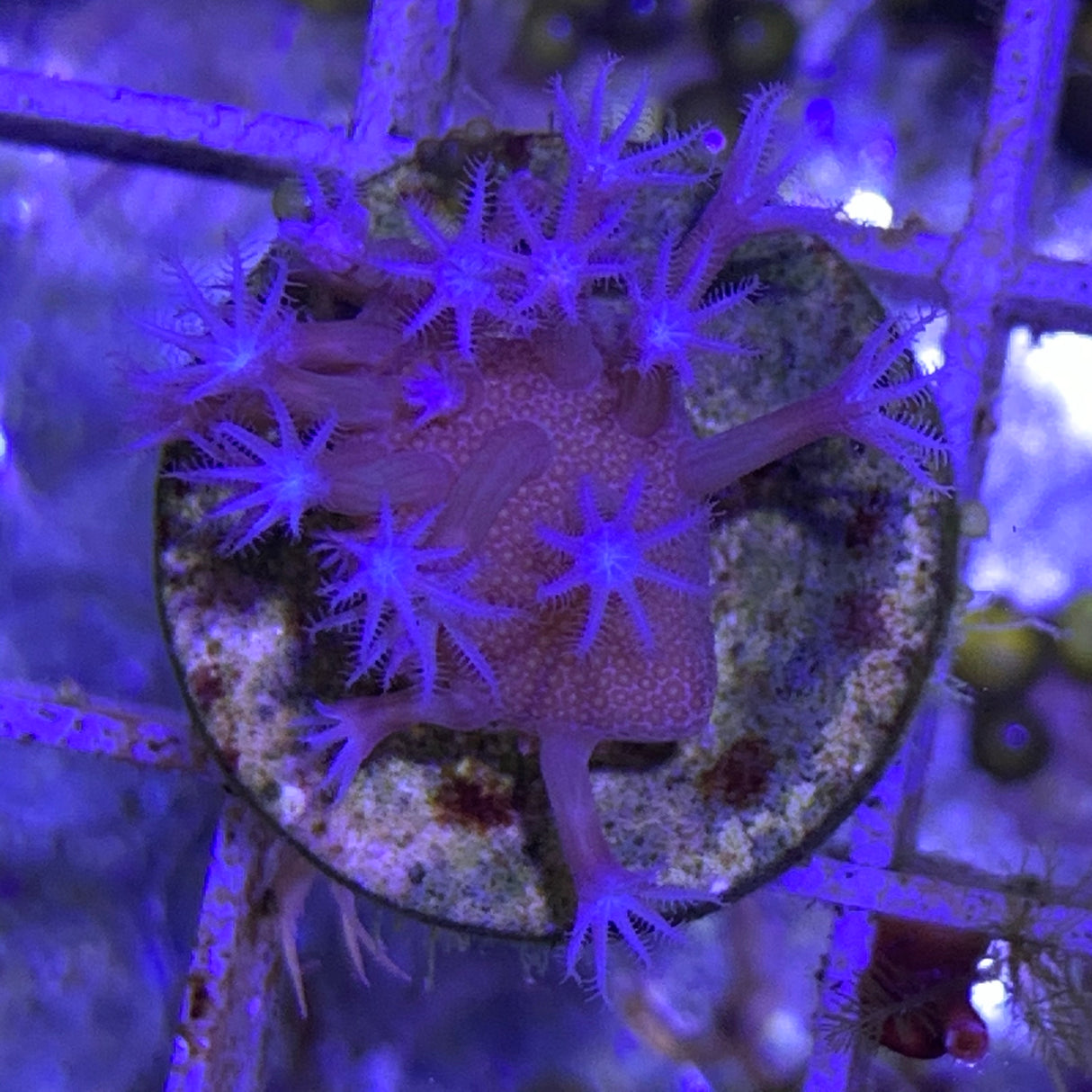 Mini Toadstool Coral