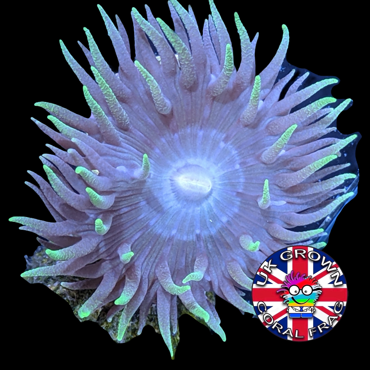 1 Head Duncan (UK Grown)