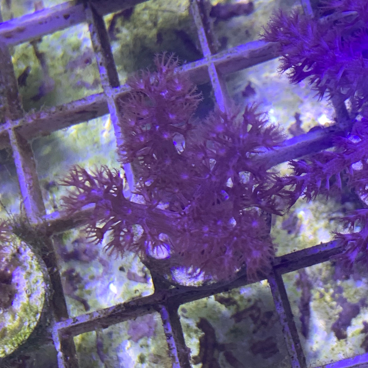 Kenya Tree Coral