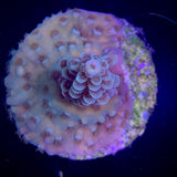 Acropora Frag