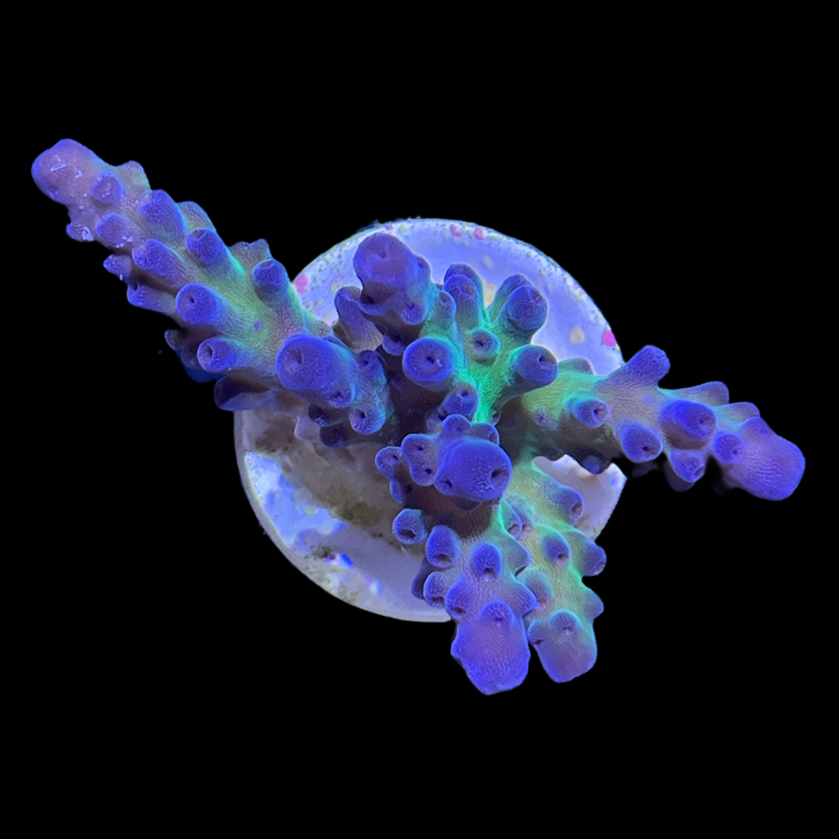 California Tort Acropora Frag (UK Grown)