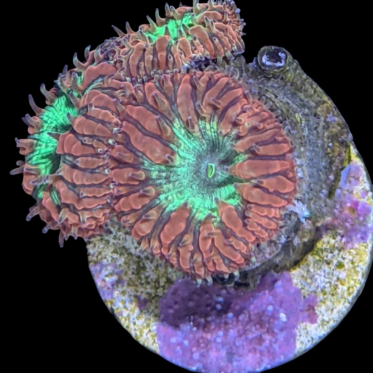 3 Head Green / Red Blastomussa