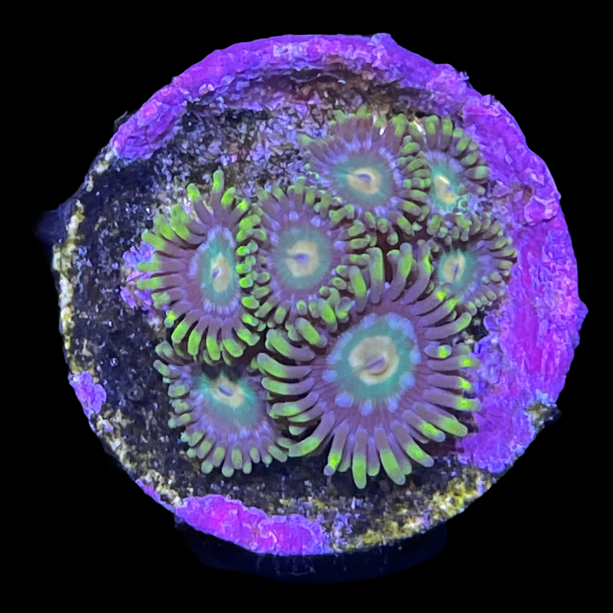 John Deere Zoa Frag
