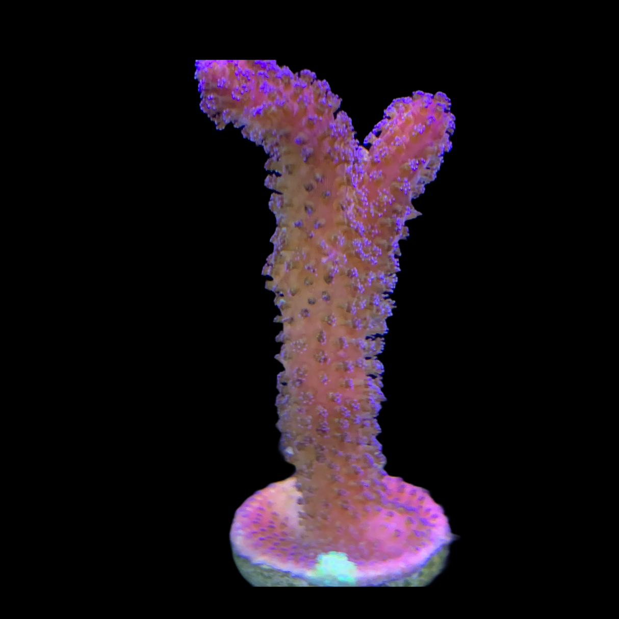 Stylophora Pistillata