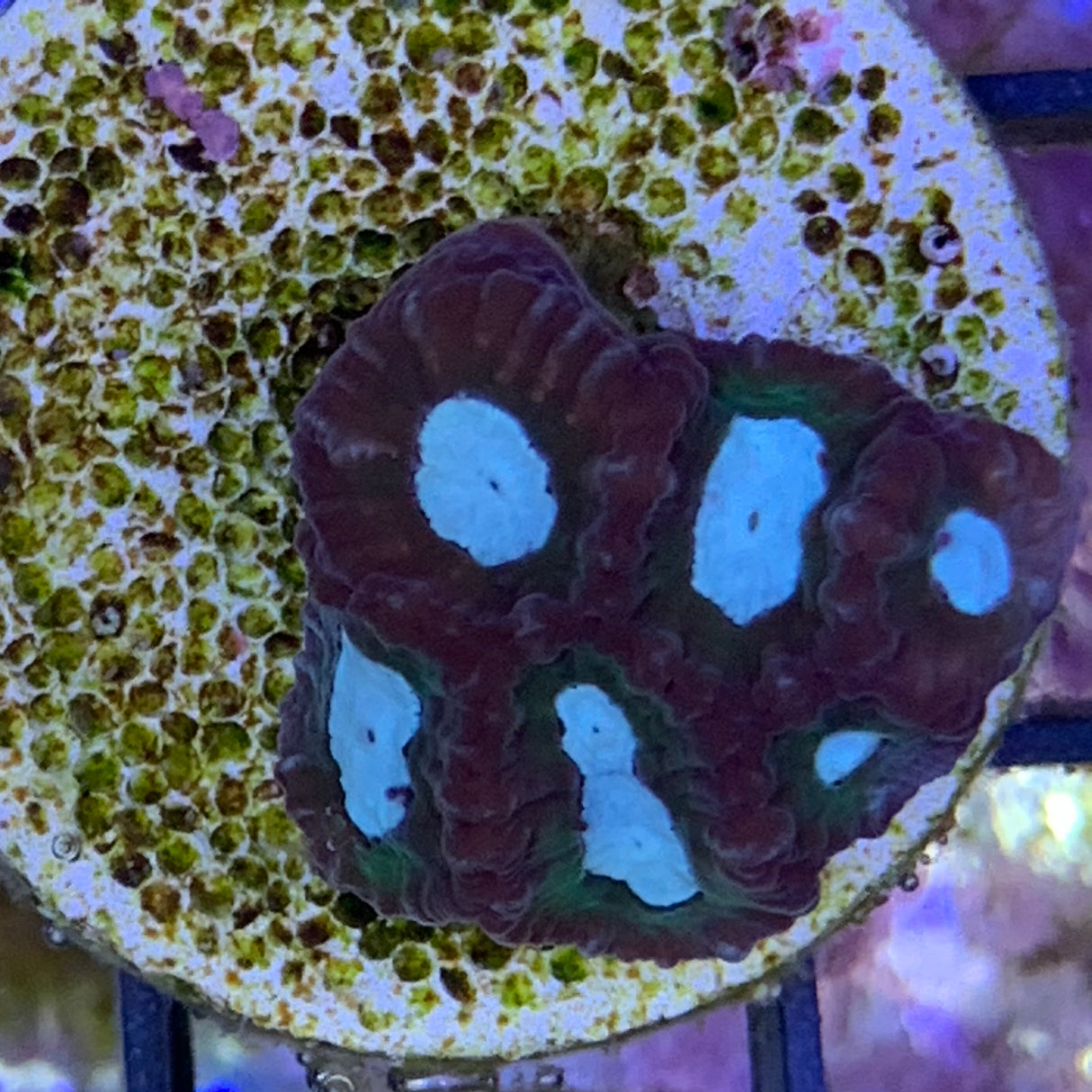 Favia Coral