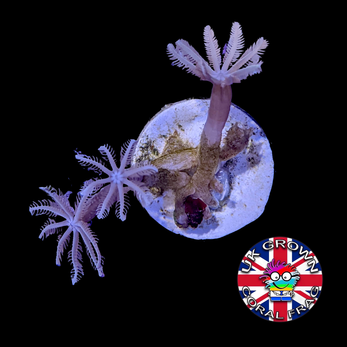 Clove Polyp