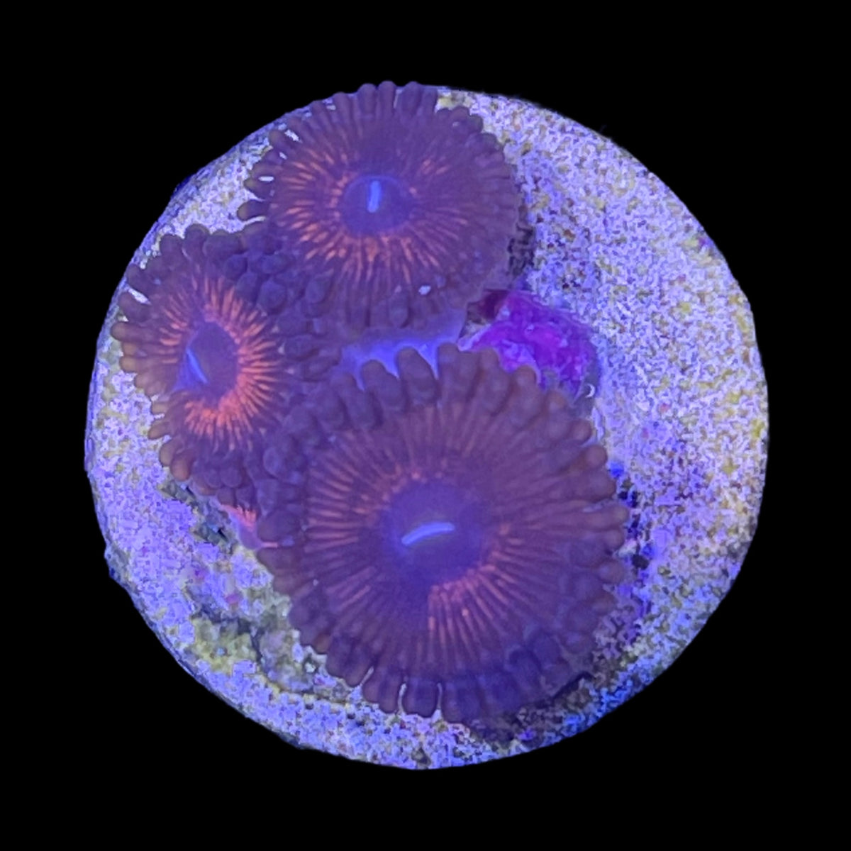 Zoa Frag