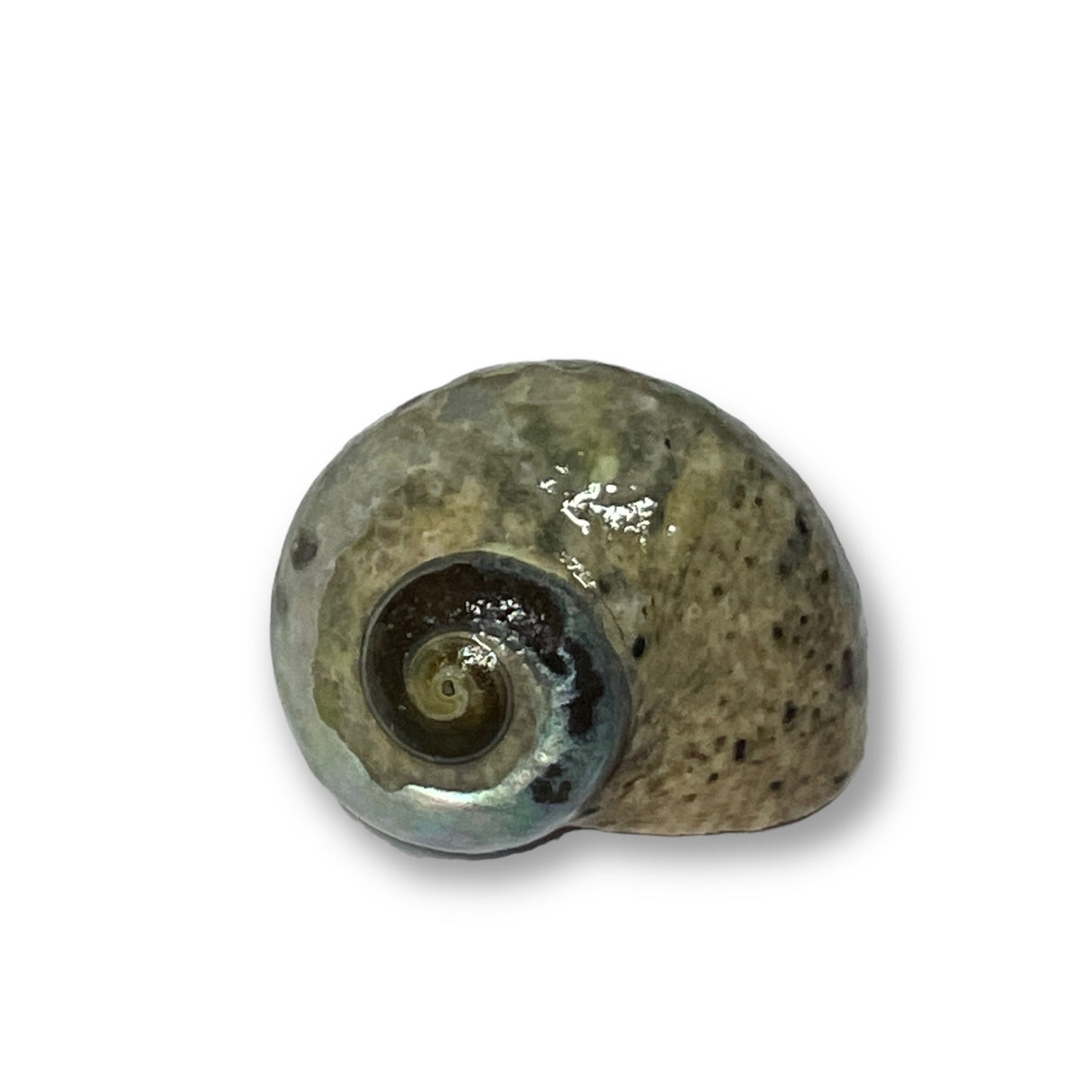 Torquatus Turbo Snail