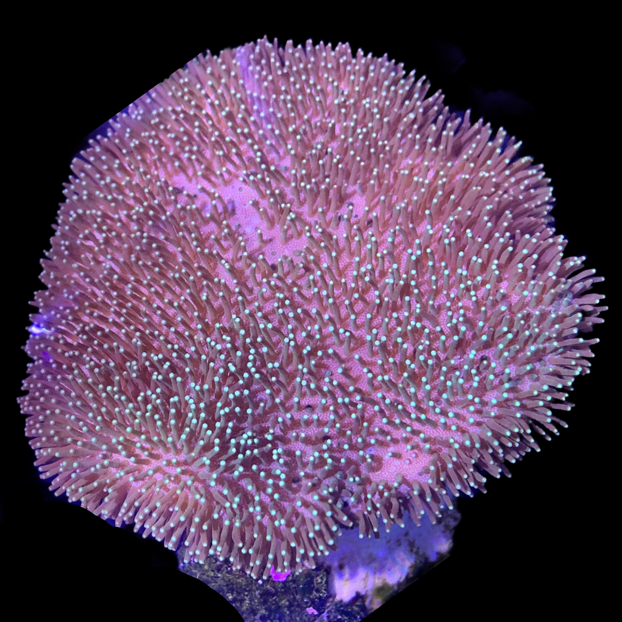 Large Sarcophyton Ehrenbergi