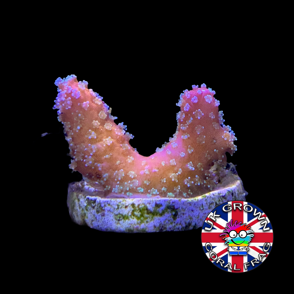 Stellar Stylophora Pistillata (UK Grown)