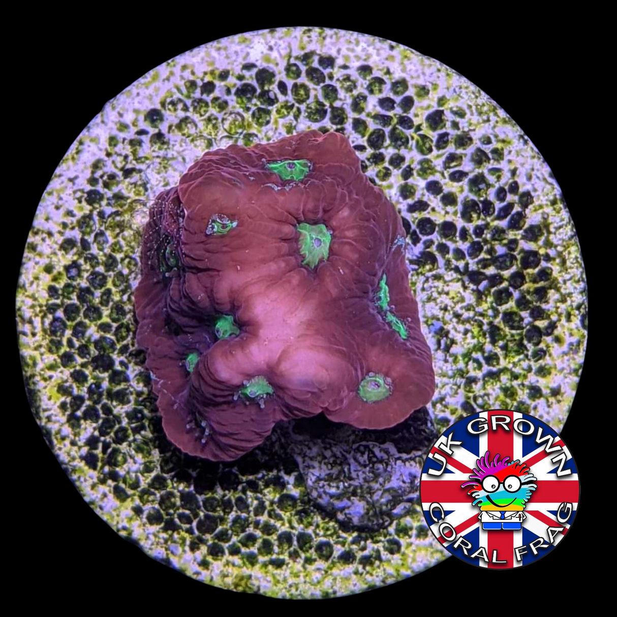 Favites Pentagona War Coral (UK Grown)