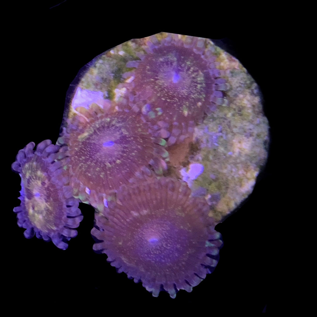 Zoa Frag