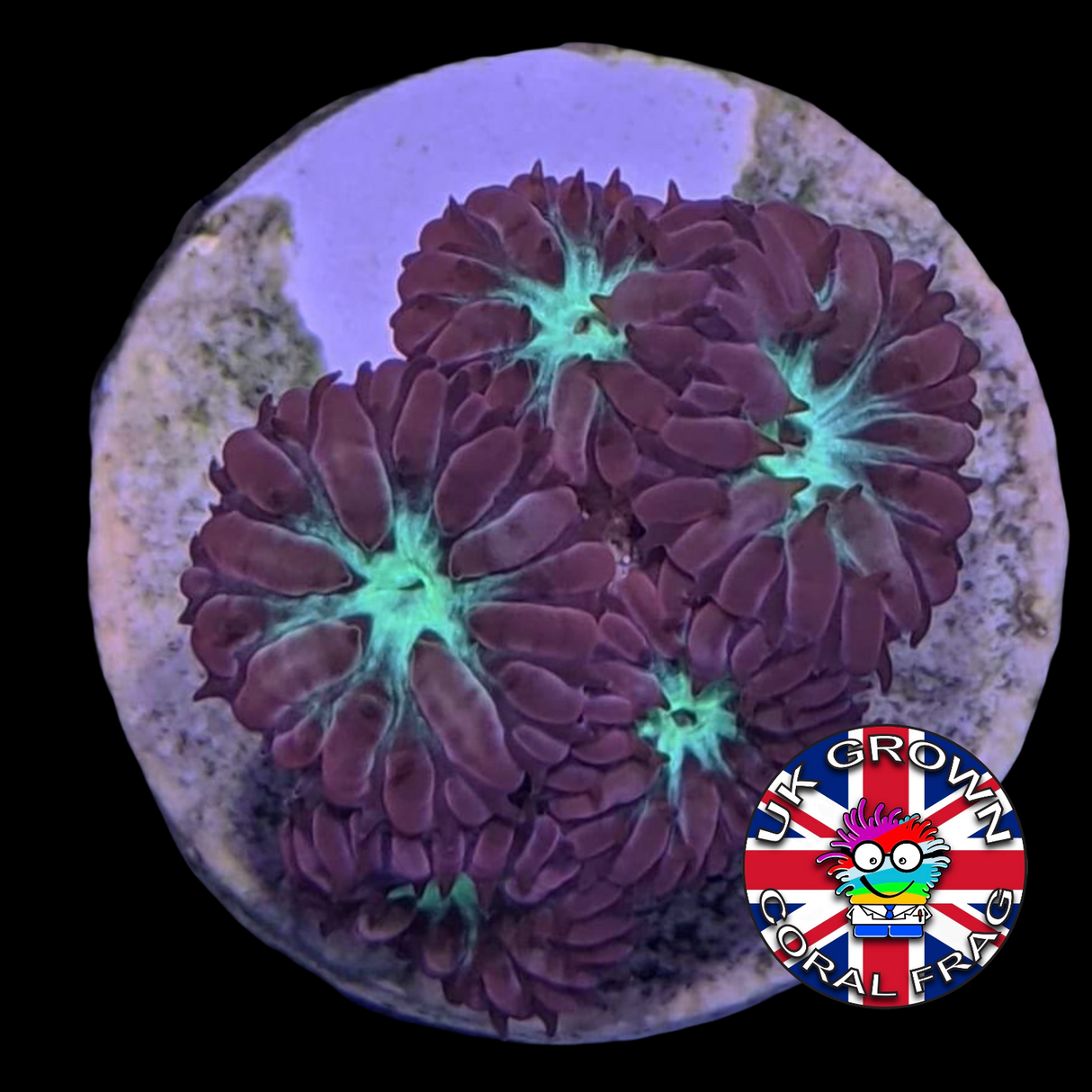 5 Head Blastomussa Merletti (UK Grown)