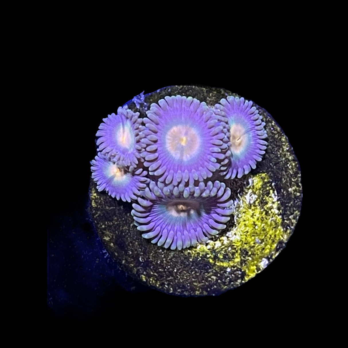 Zoa Frag