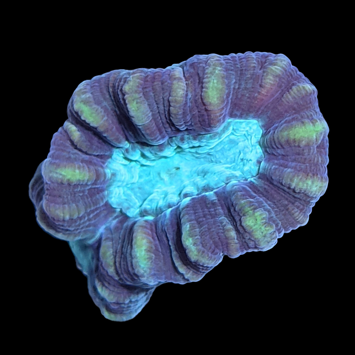 Green Pinwheel Candy Cane