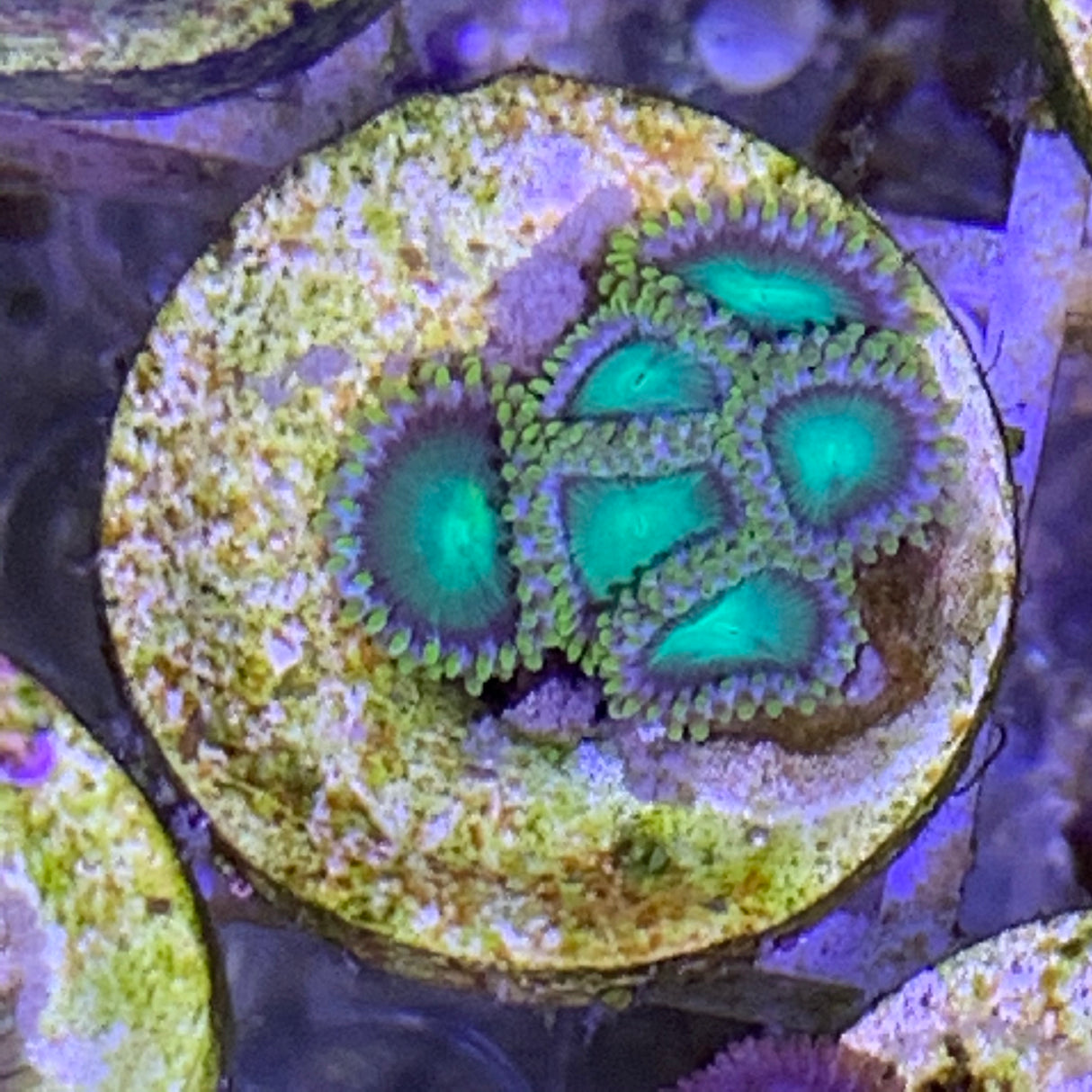 6 Polyp Zoa frag