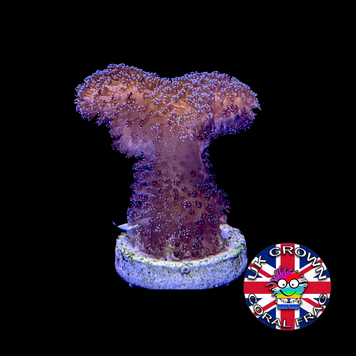 Stylophora Pistillata (UK Grown)