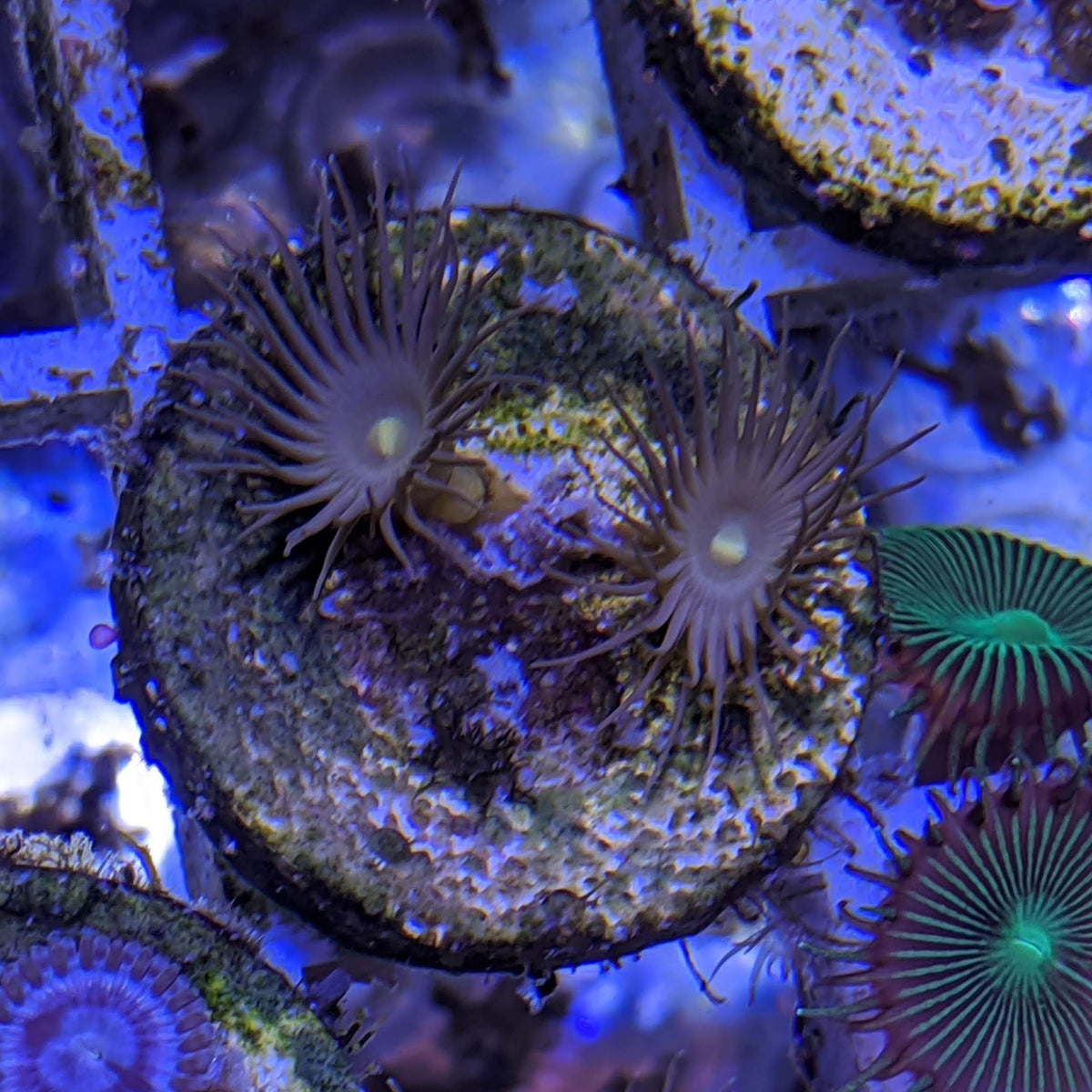 2 polyp Zoa frag – thecoralcentre