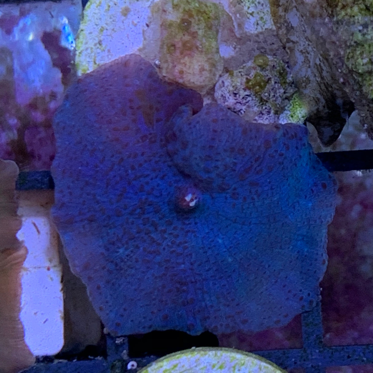 Blue Mushroom