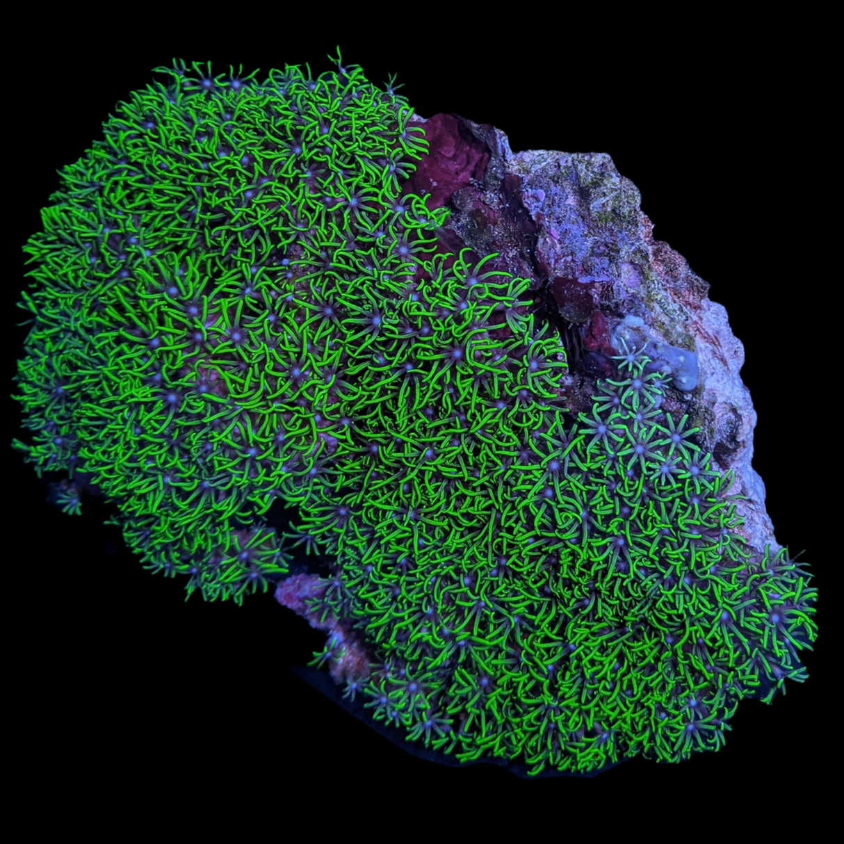 Star Polyps colony