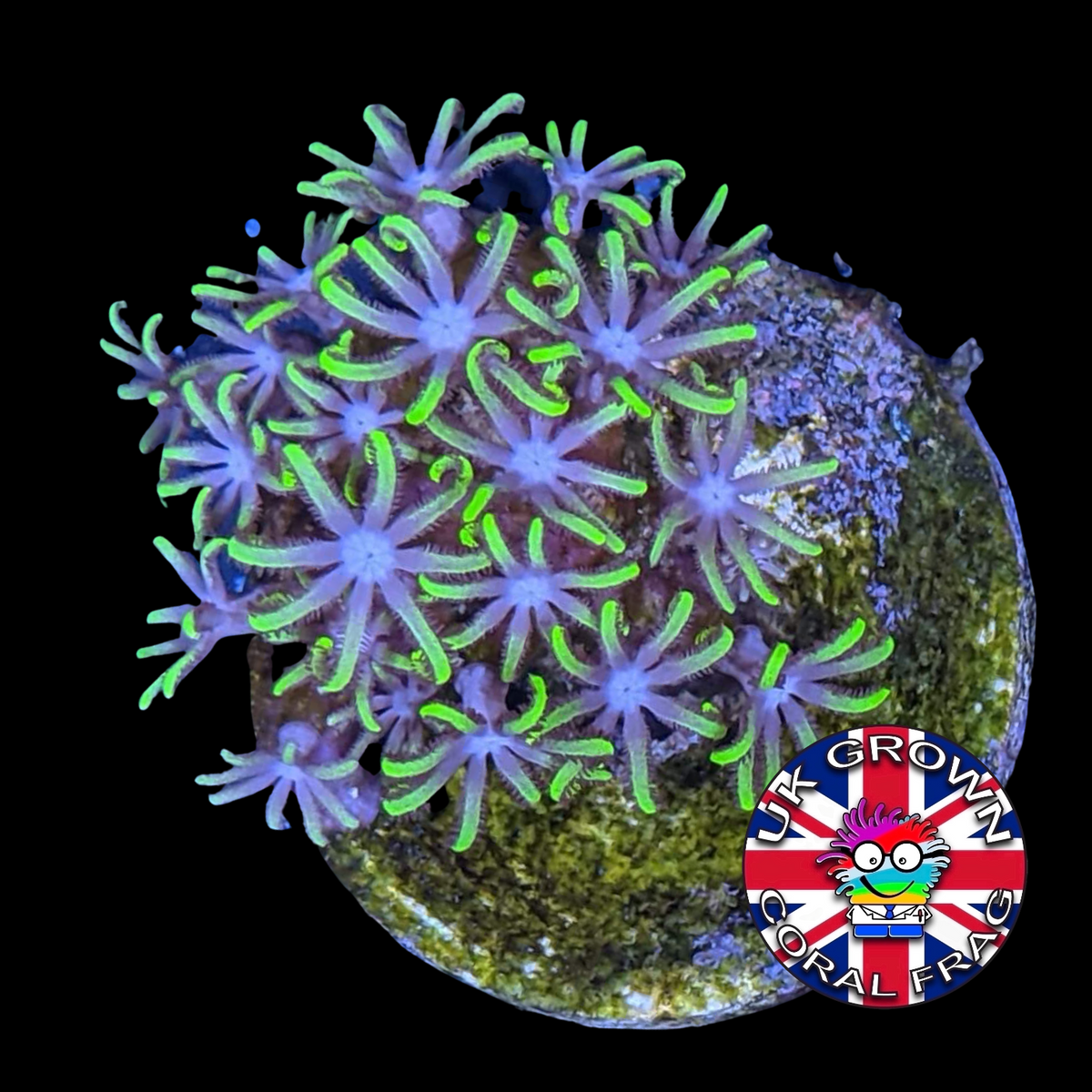 Green Star Polyps (Standard Plug) (UK Grown)
