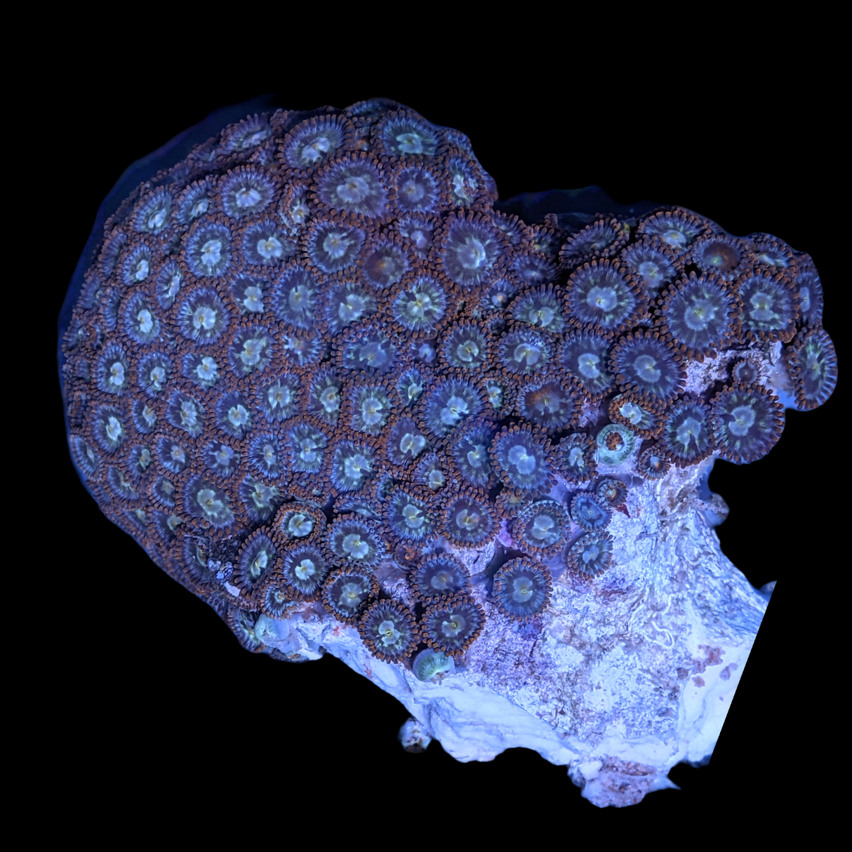 Mini Zoa Colony
