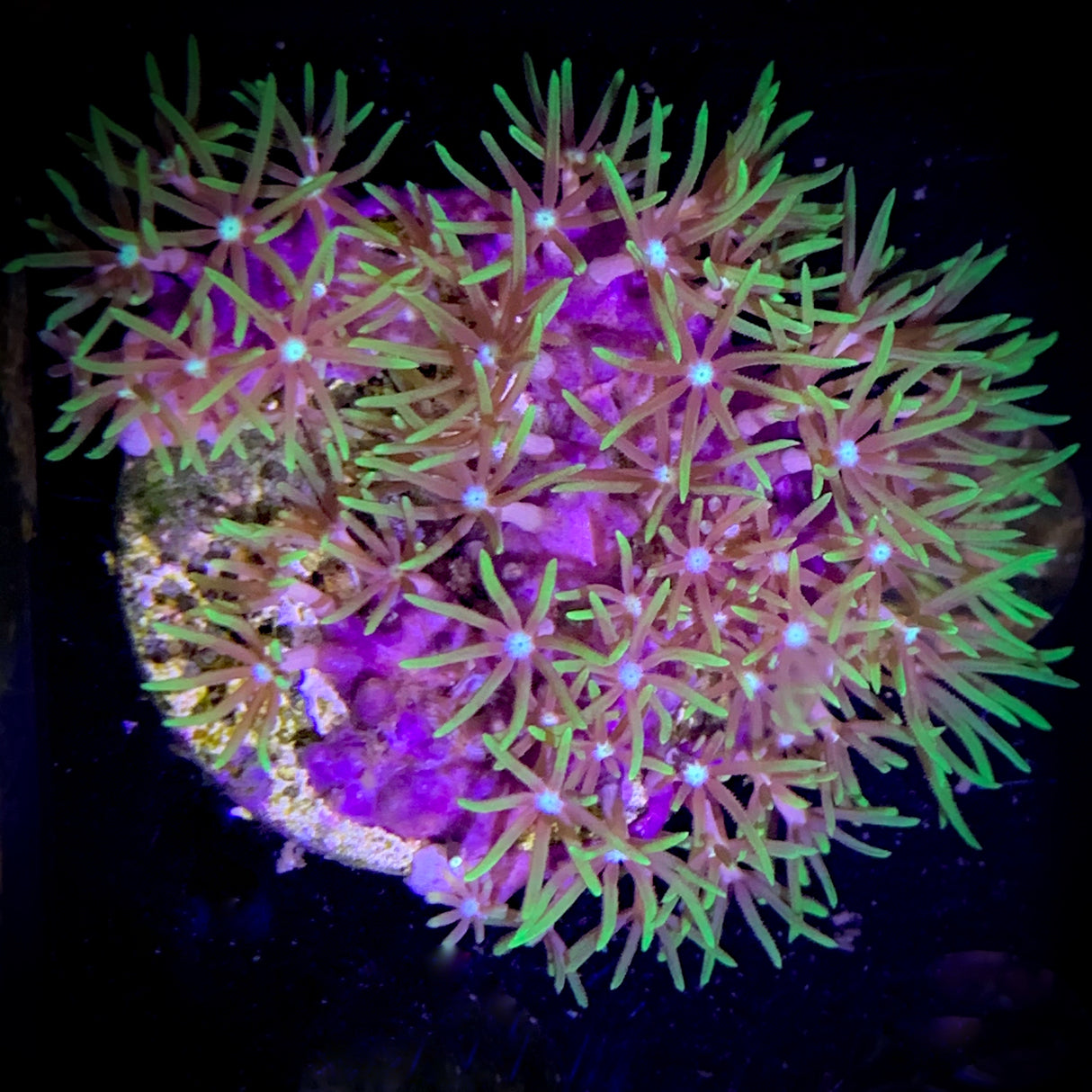 Green Star Polyps (Large Plug)