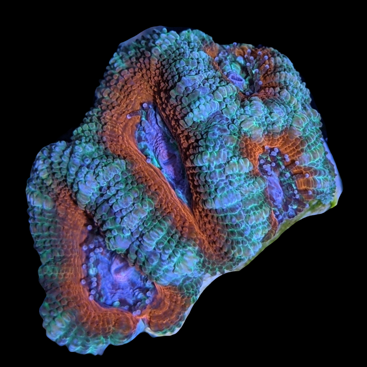 Acanthastrea Lordhowensi
