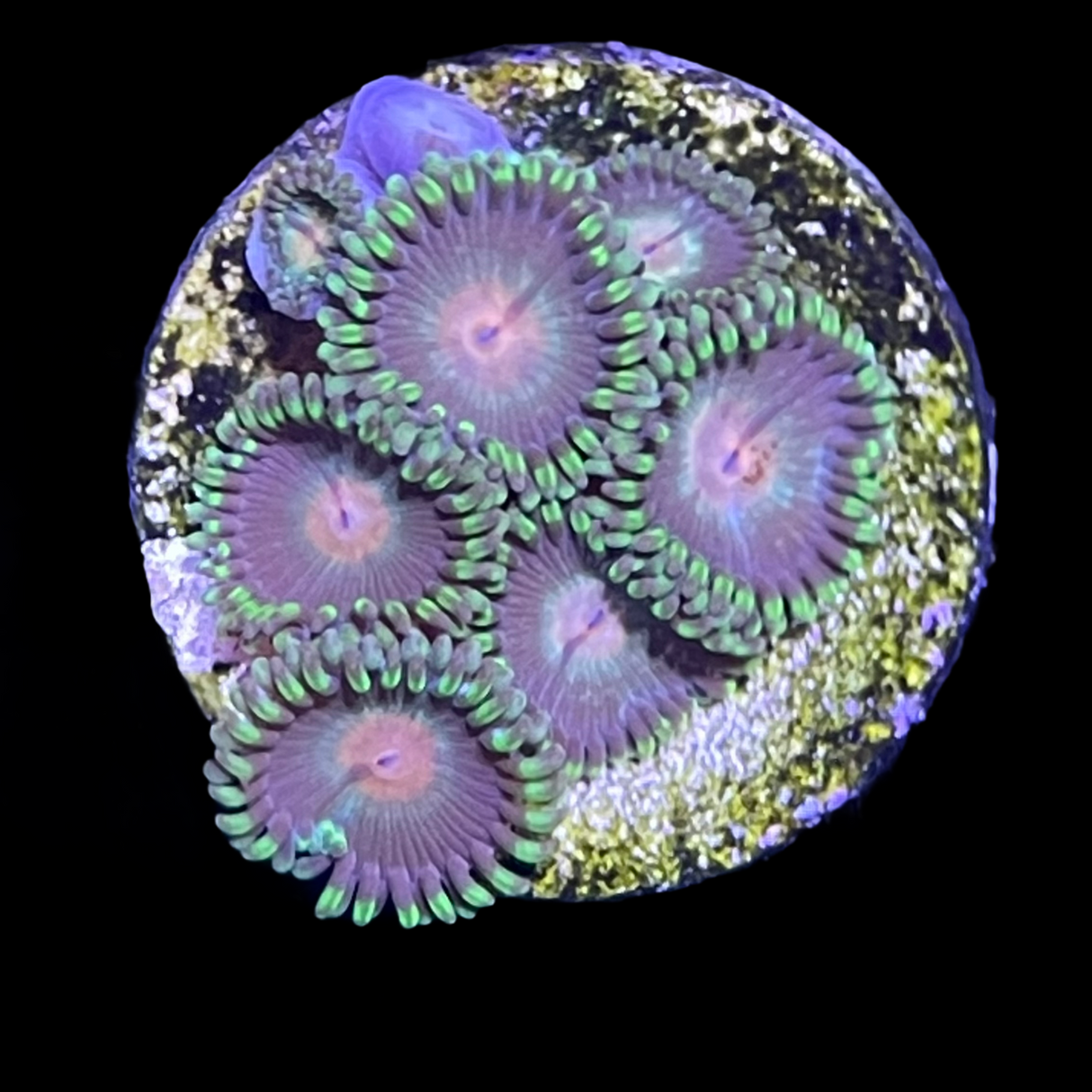 John Deere Zoa Frag