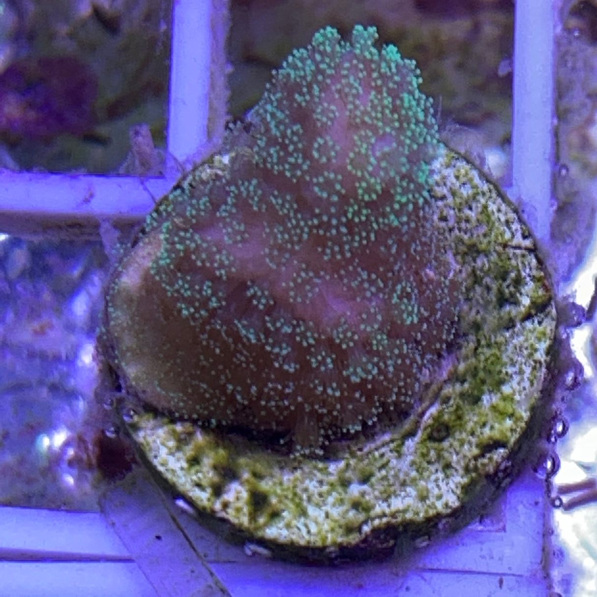 Green polyp Stylophora Pistillata