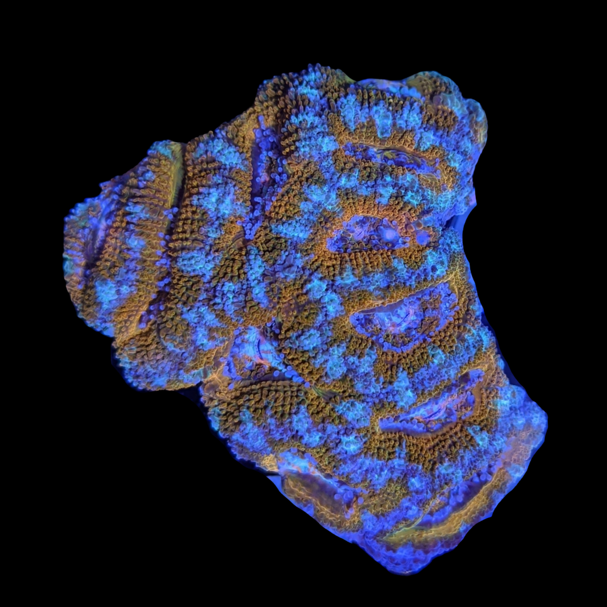 Acanthastrea Lordhowensi
