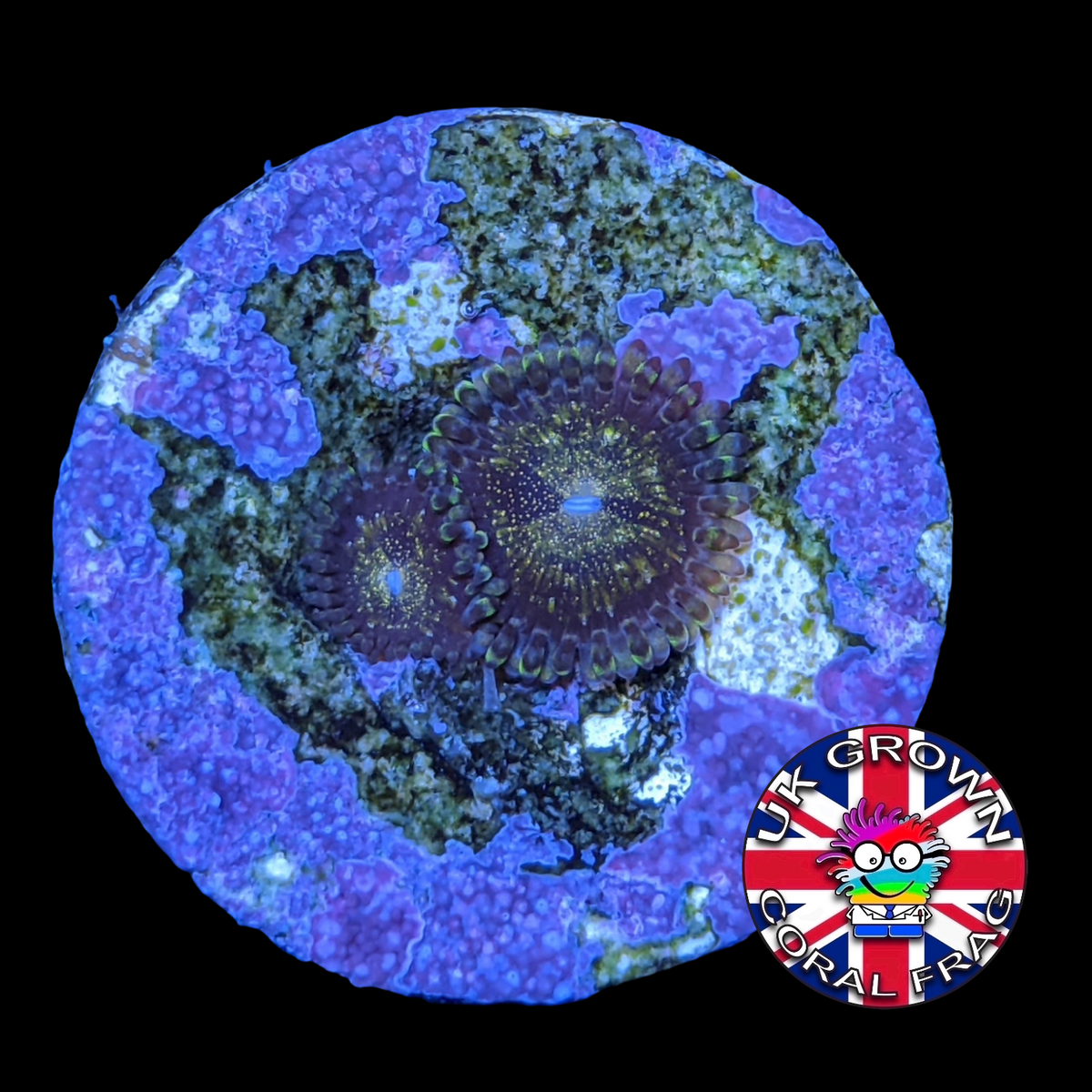 Fairy Dust Zoa (UK Grown)